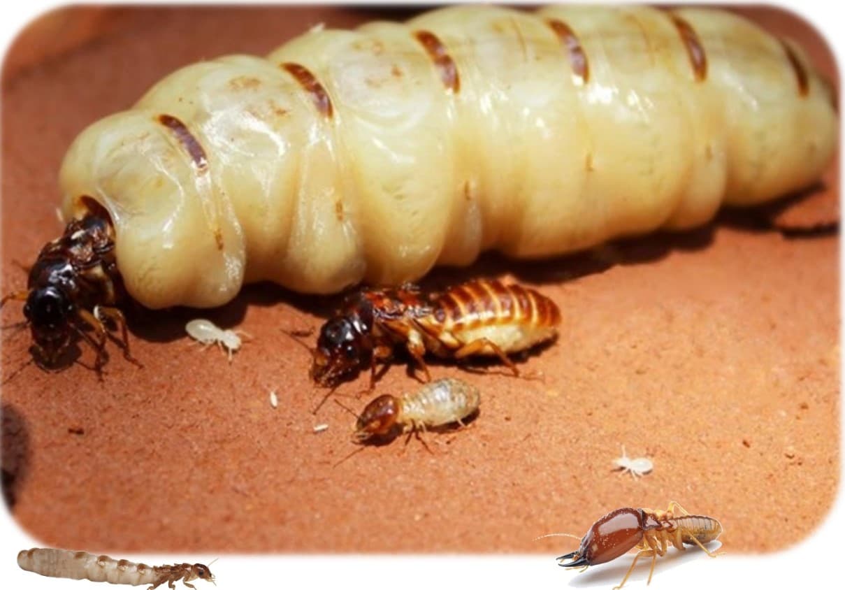 Termite Treatment